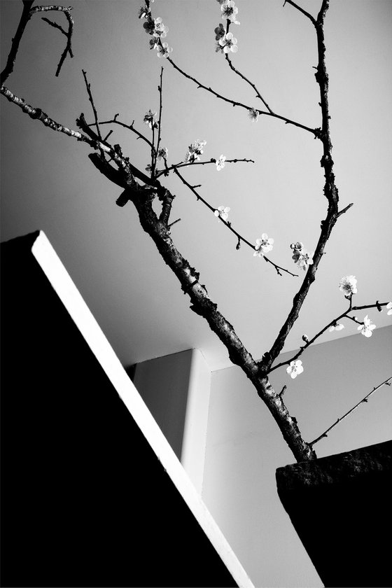 White Light#035- Plum tree, Stones -