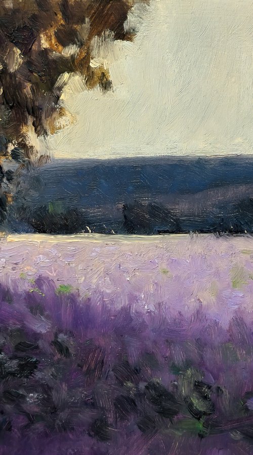 Lavender Evening Light by Pascal Giroud