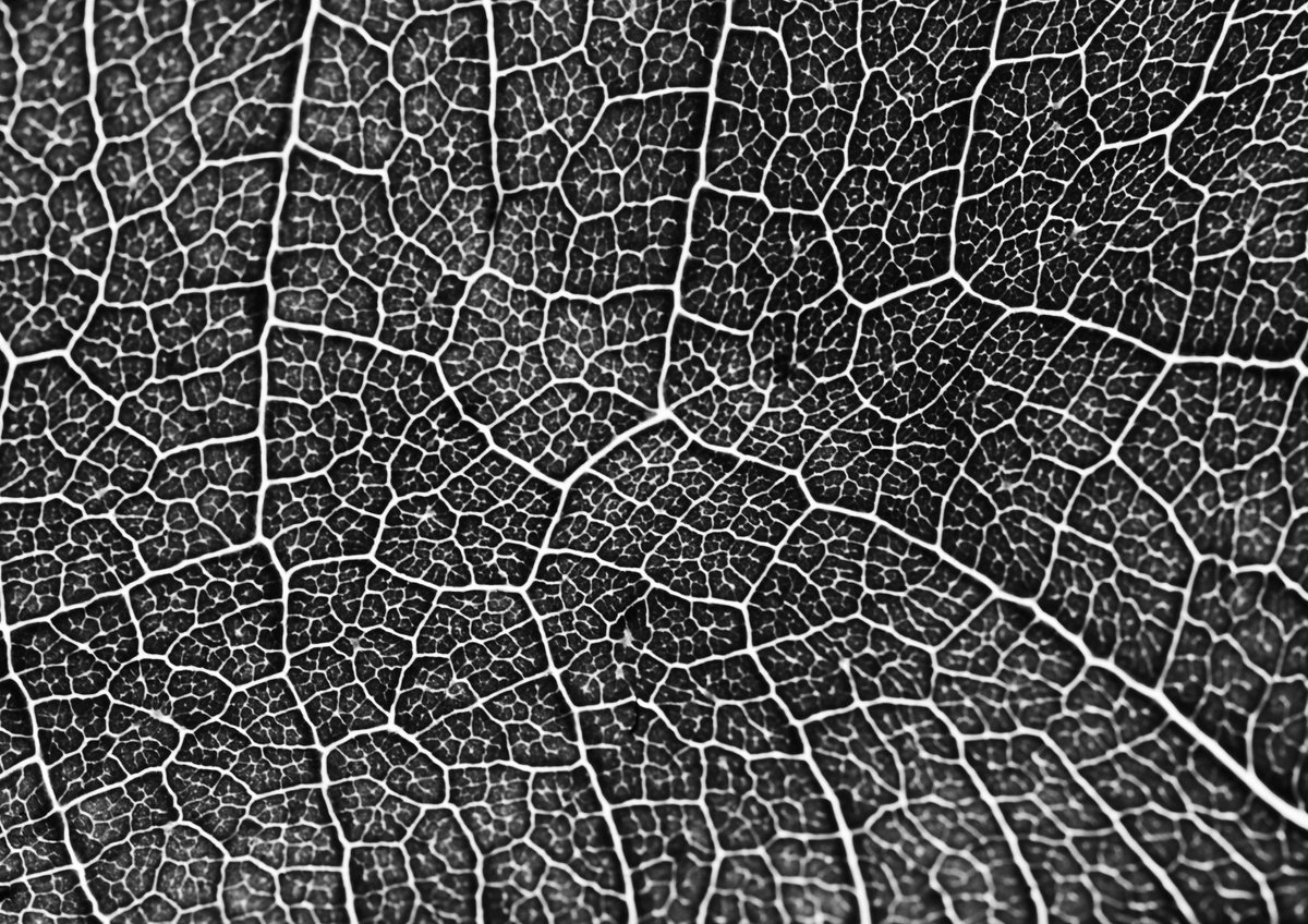 Photorealistic Botanical Photograph By Charles Brabin, 17 X 12, Leaf Veins V, Original Artwork