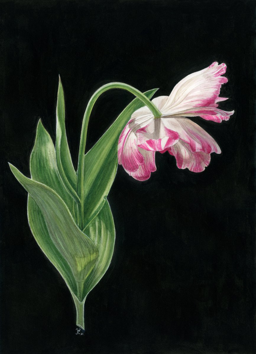The Tulip Timidity 26-36-0.3 cm by Kate Koss