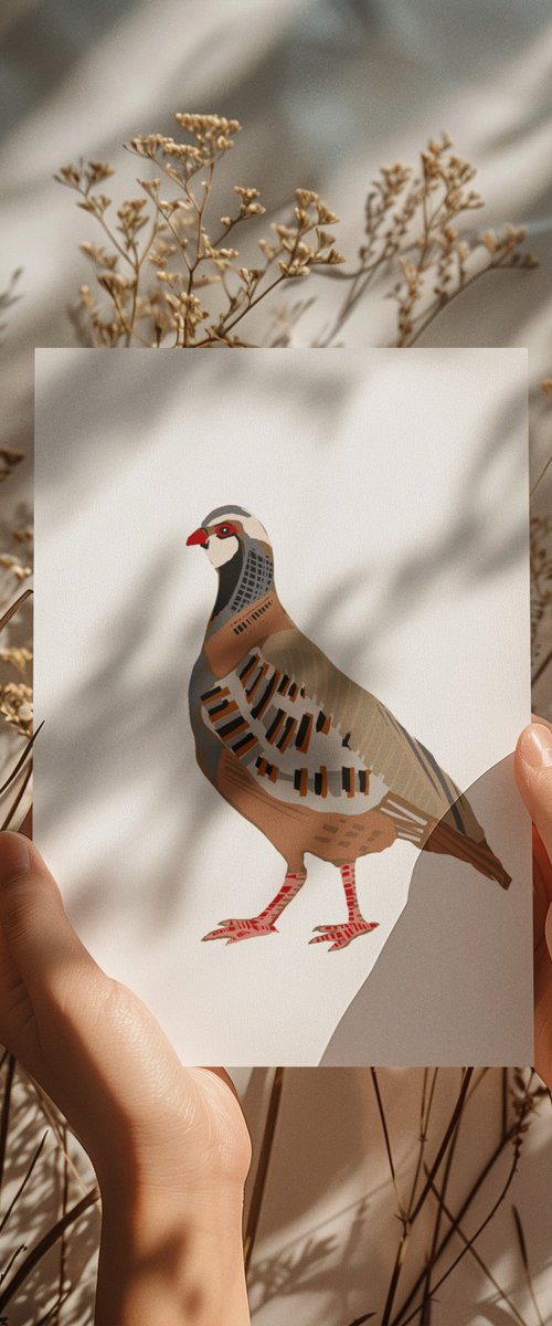 A FRENCH PARTRIDGE BIRD by Emma Evans-Freke