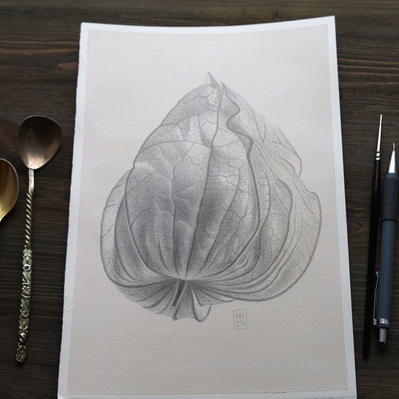 Physalis