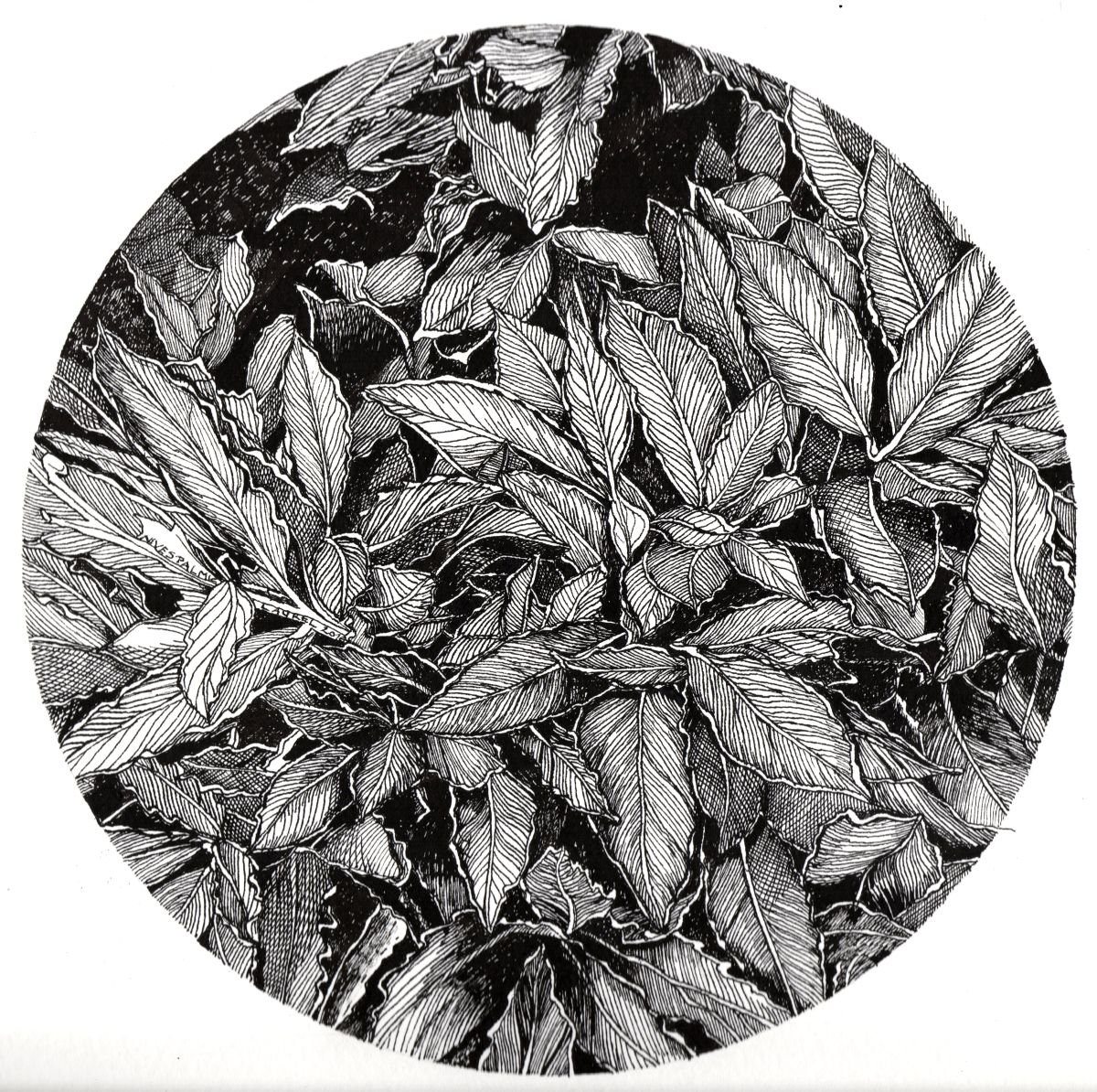 Photorealistic Botanical Ink Drawing By Nives Palmic, 9 X 9", Laurel, Original Artwork