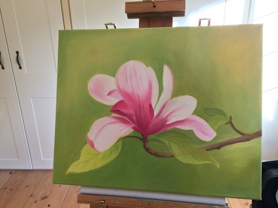 Magnolia