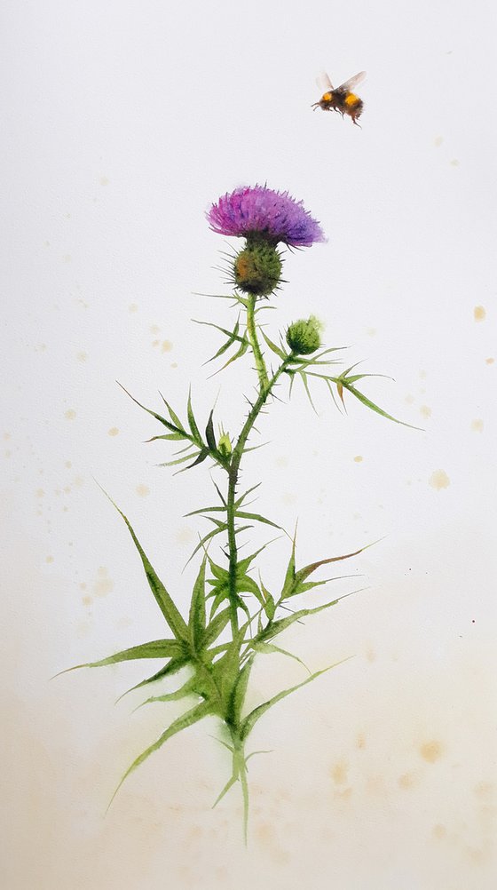 Bumble Bee and Thistle Flower - Summer Bumblebee Thistle