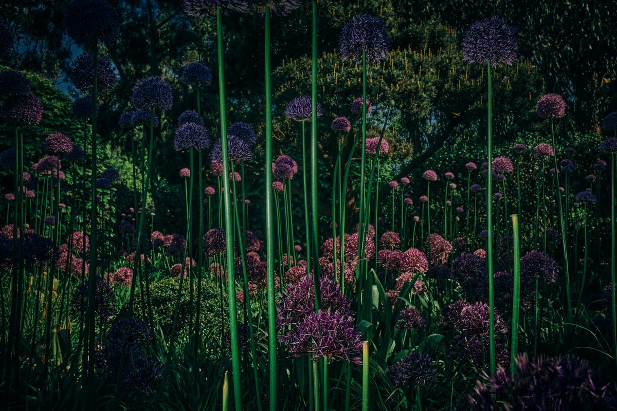 Photorealistic Botanical Photograph By Oana M. Bakovic, 33 X 23", Intergalactic, Original Artwork