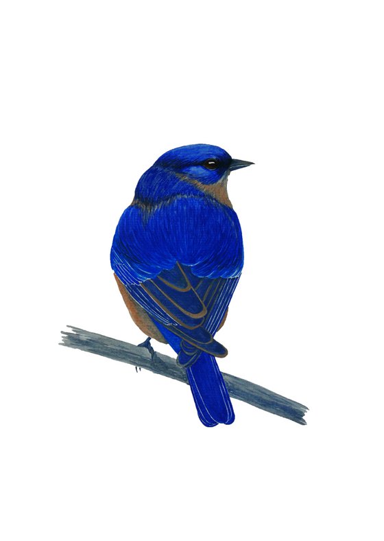 Melancholy blue bird