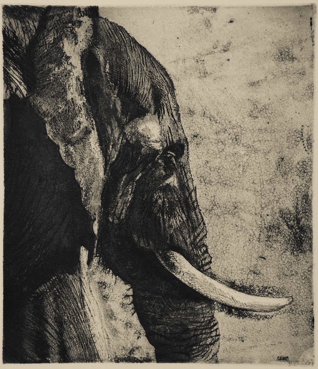 Illustrative Animal Etchings & Engravings By Isabel Hutchison, 15 X 17, African Elephant, Original Artwork