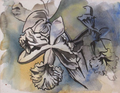 cattleya orchid drawing with watercolor by Alfred  Ng