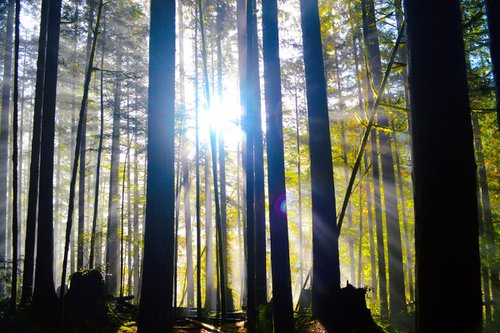 Forest Light Rays by Brian O'Kelly