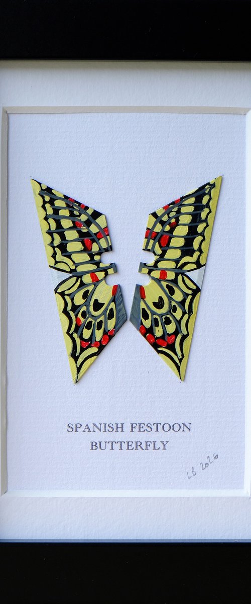 Spanish Festoon Butterfly by Lene Bladbjerg