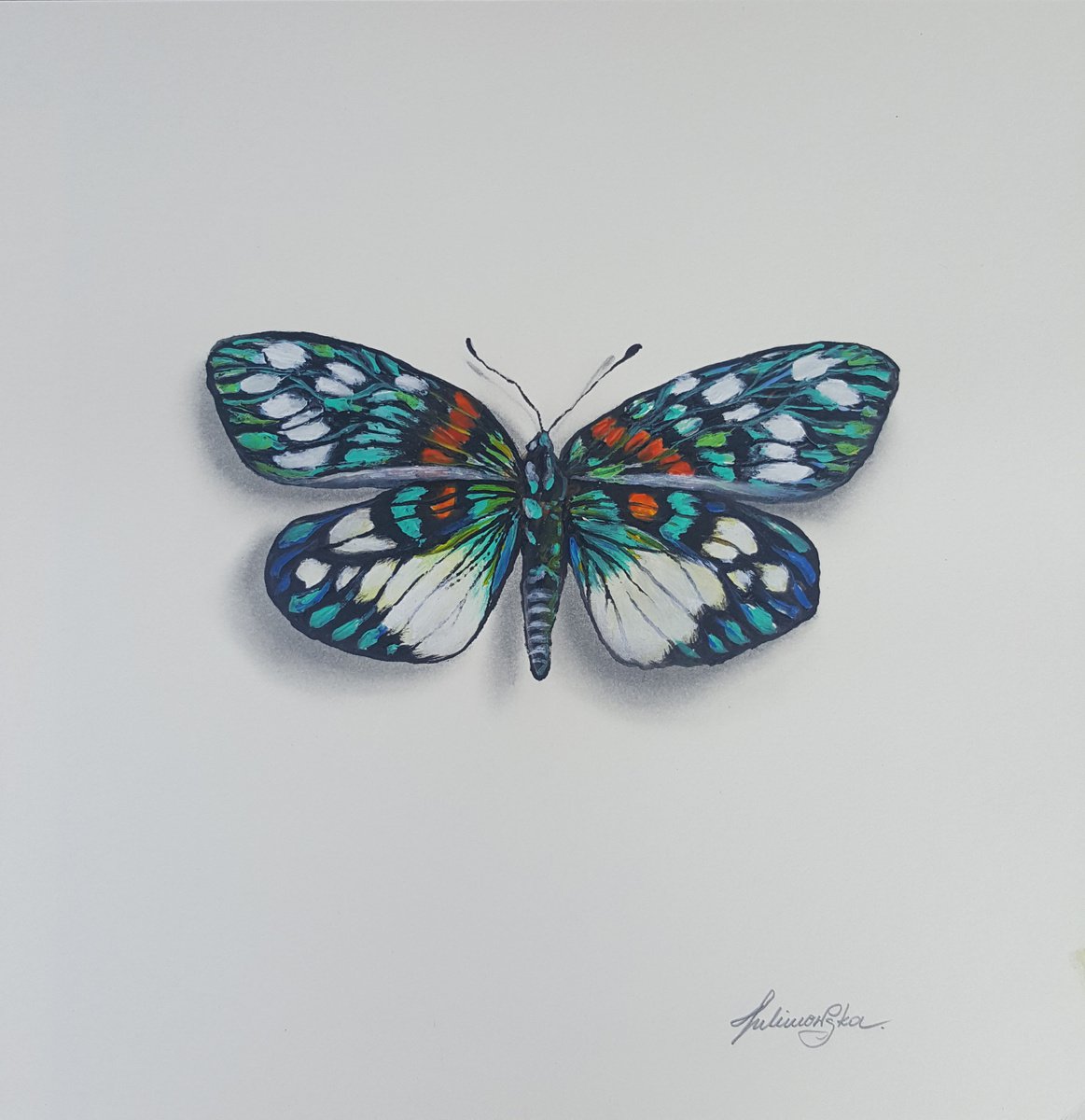 Butterfly Collection - Erasmia Pulchera Chinensis by Maja Tulimowska - Chmielewska