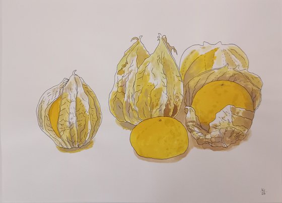 Physalis