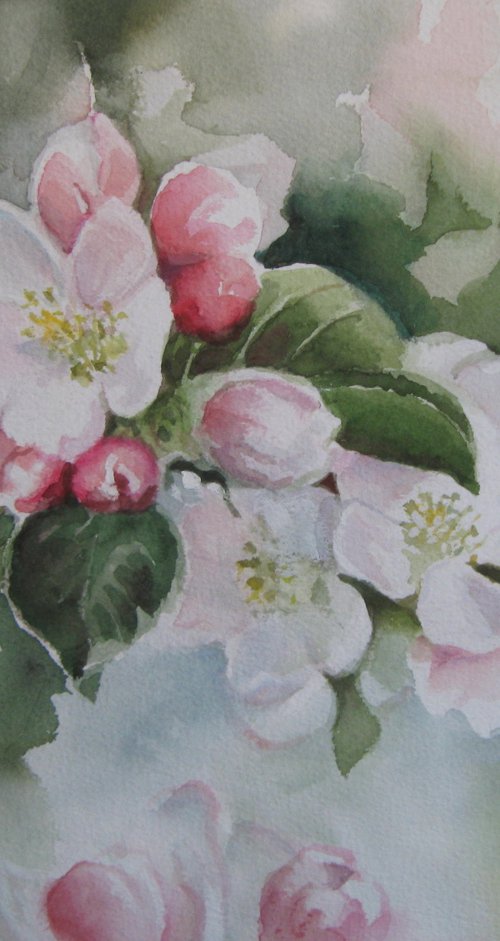Apple Blossom by Elena Oleniuc
