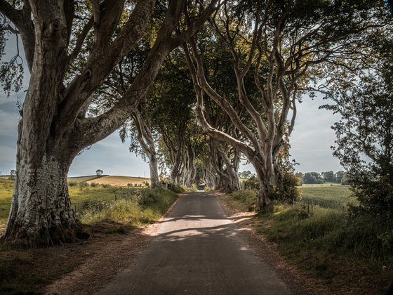 THE  FANTASTIC DARK HEDGES IV