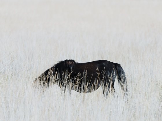The Wild’s Contours