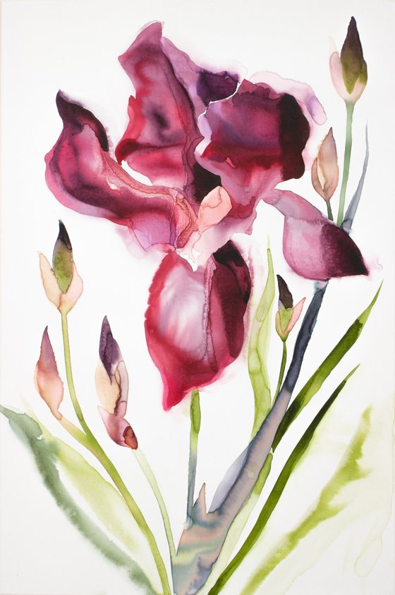 Iris No. 208