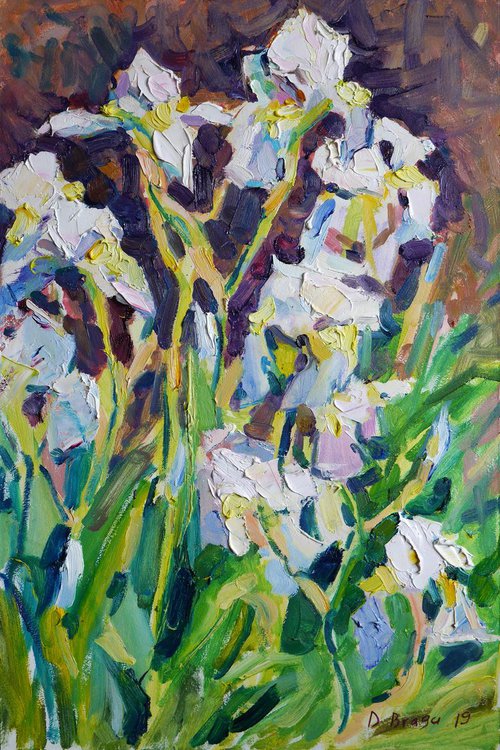 White irises (plein air 2019/05/15) by Dima Braga