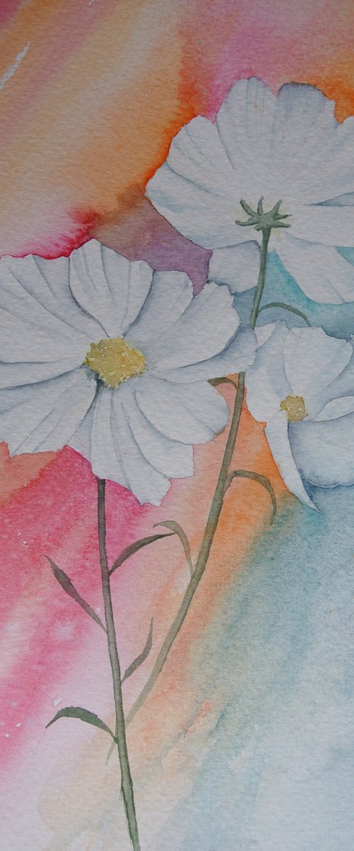 Cosmos - Original Watercolour by JANE  DENTON