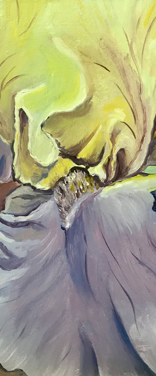 Yellow Iris by Olga Volna