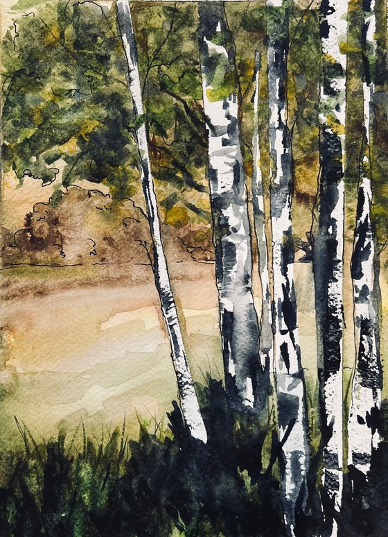 Birch Trees
