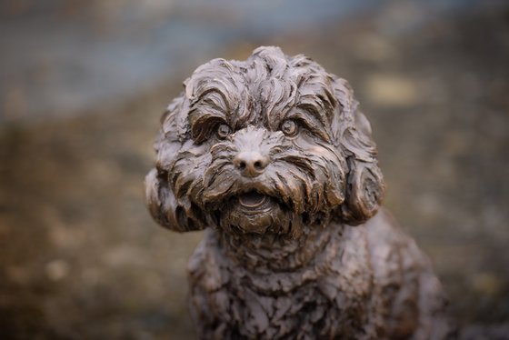 Cavapoo Foundry Bronze Sculpt