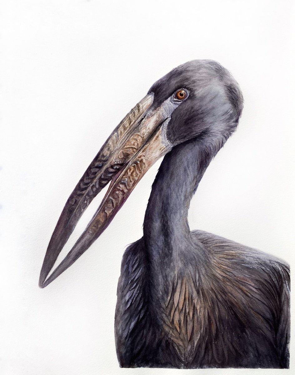 Expressive Watercolour , African Openbill Stork By Tetiana Savchenko, 17 X 21, Artwork For Sale On Artfinder