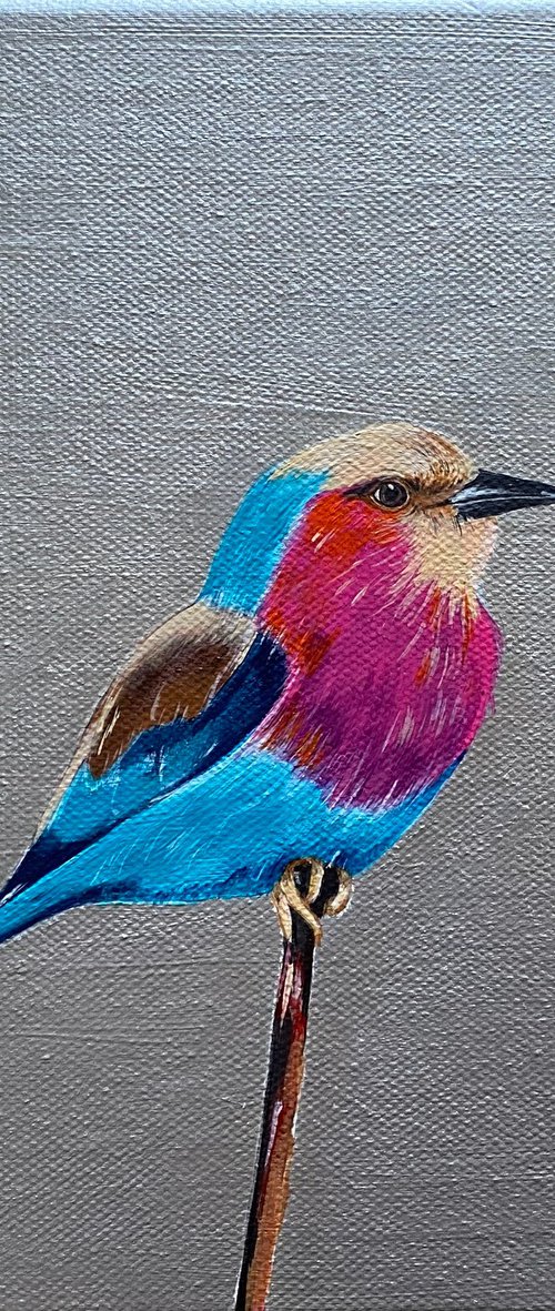 Lilac breasted roller on silver background by Bethany Taylor