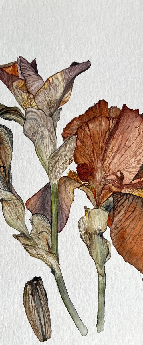 Brown Yellow Orange Iris by Myroslava Denysyuk