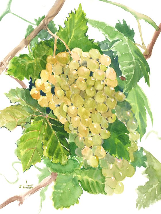 sauvignon blanc grape