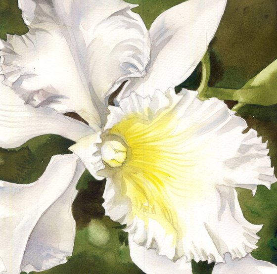 a painting a day # 42 "White cattleya"
