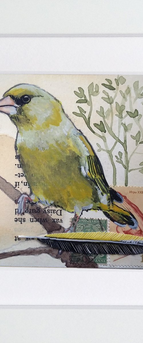 The Greenfinch feather  (framed and ready to hang) by Carolynne Coulson