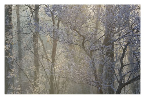 December Forest IX by David Baker