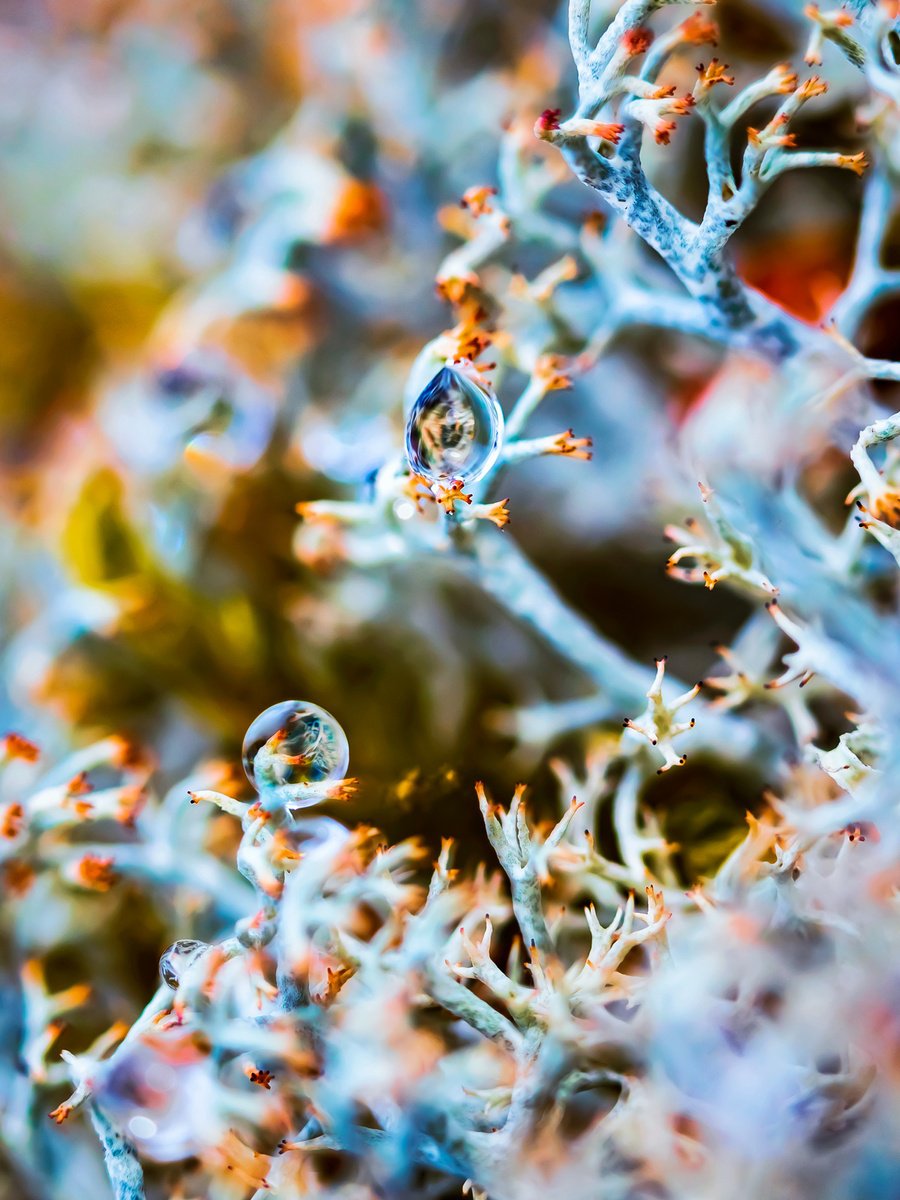 The Horus Eye - macro photography of drops in lichens, limited edition print by Inna Etuvgi