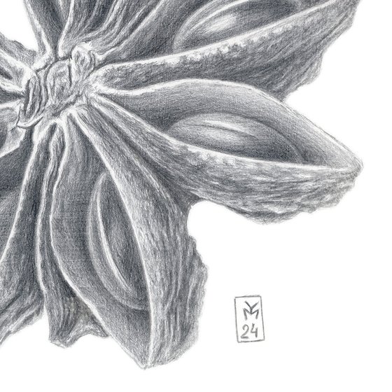 Star Anise Silverpoint