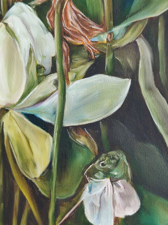 Marsh Water Lili
