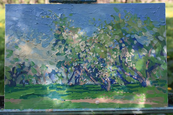 Apple blossom. Kolomenskoye