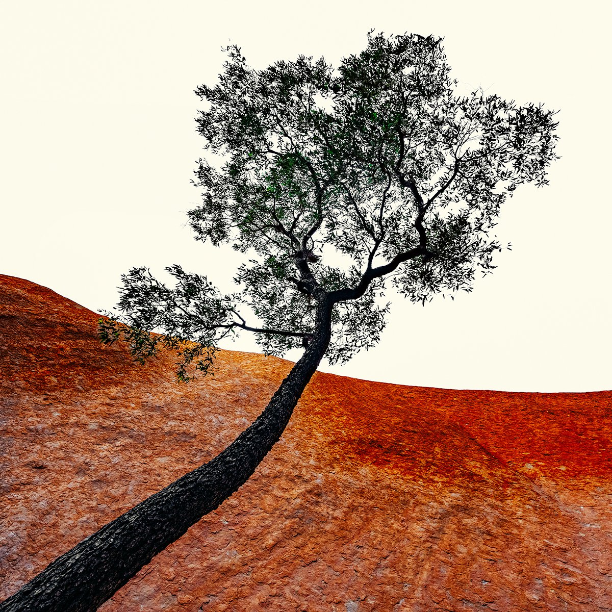 Photorealistic Landscape Photograph By Nick Psomiadis, 35 X 35", Uluru Tree, Original Artwork