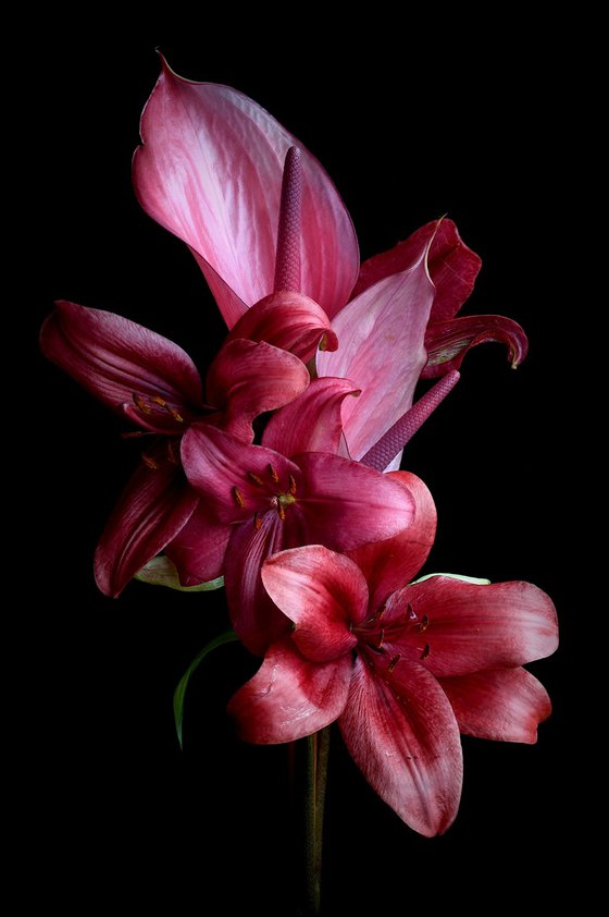Anthurium and Lilies