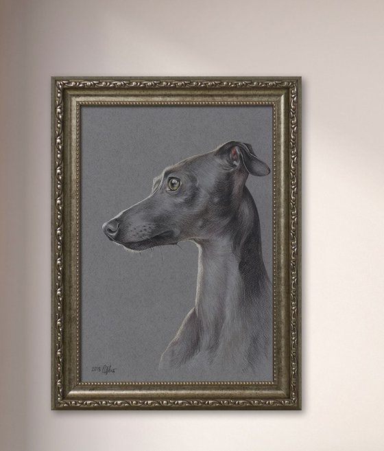 Pastel portrait of italian greyhound. 21x30 cm