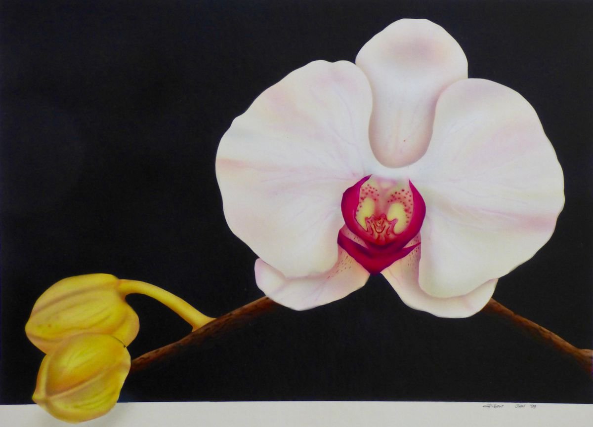 White Orchid by Gilbert Lessard