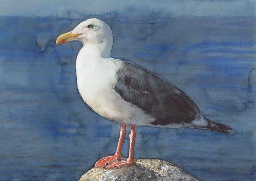 Seagull on the rock by REME Jr.