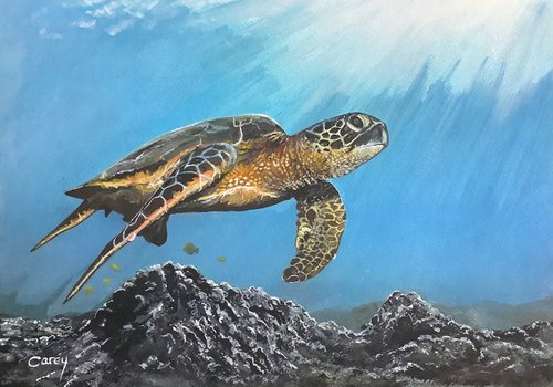 Sea Turtle by Darren Carey
