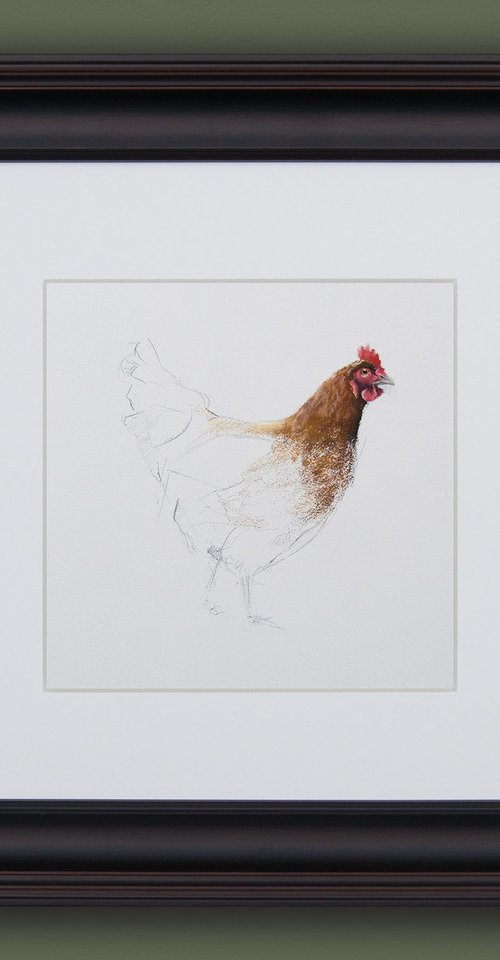 Chicken Sketch by Matt Foy