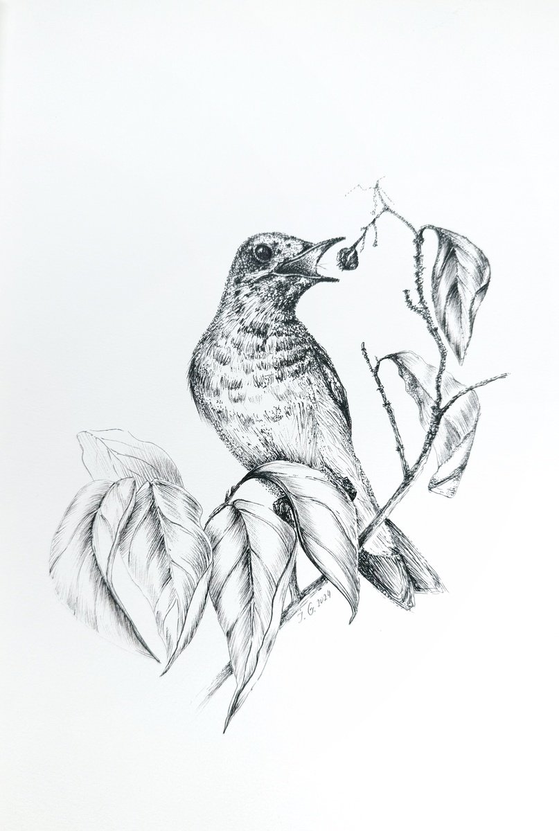 Illustrative Animal Drawing By Julia Gorislavska, 7 X 11", Bird, Original Artwork