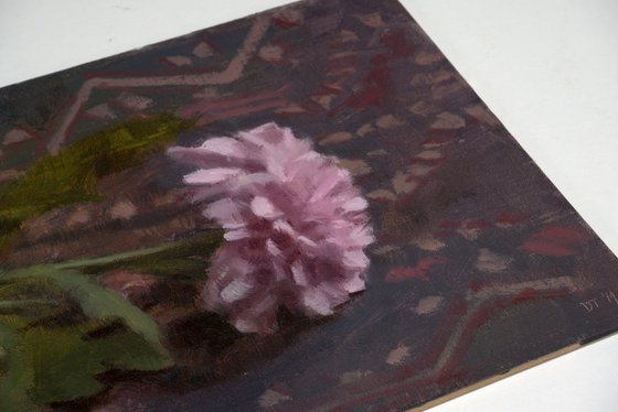 Chrysanthemum