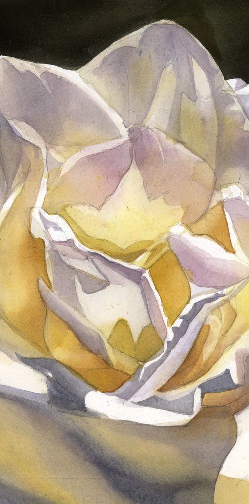 white rose watercolor floral by Alfred  Ng