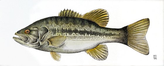 Largemouth bass