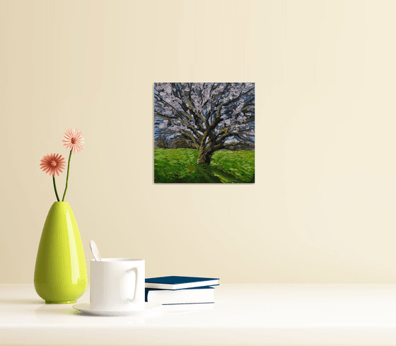 Apricot blossoms