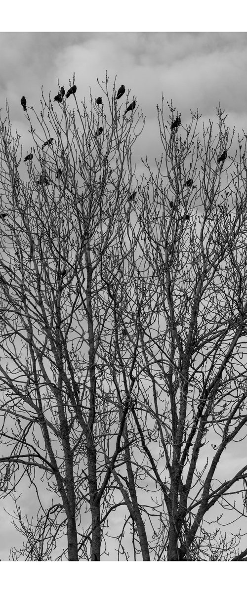 Jackdaws III by David Baker